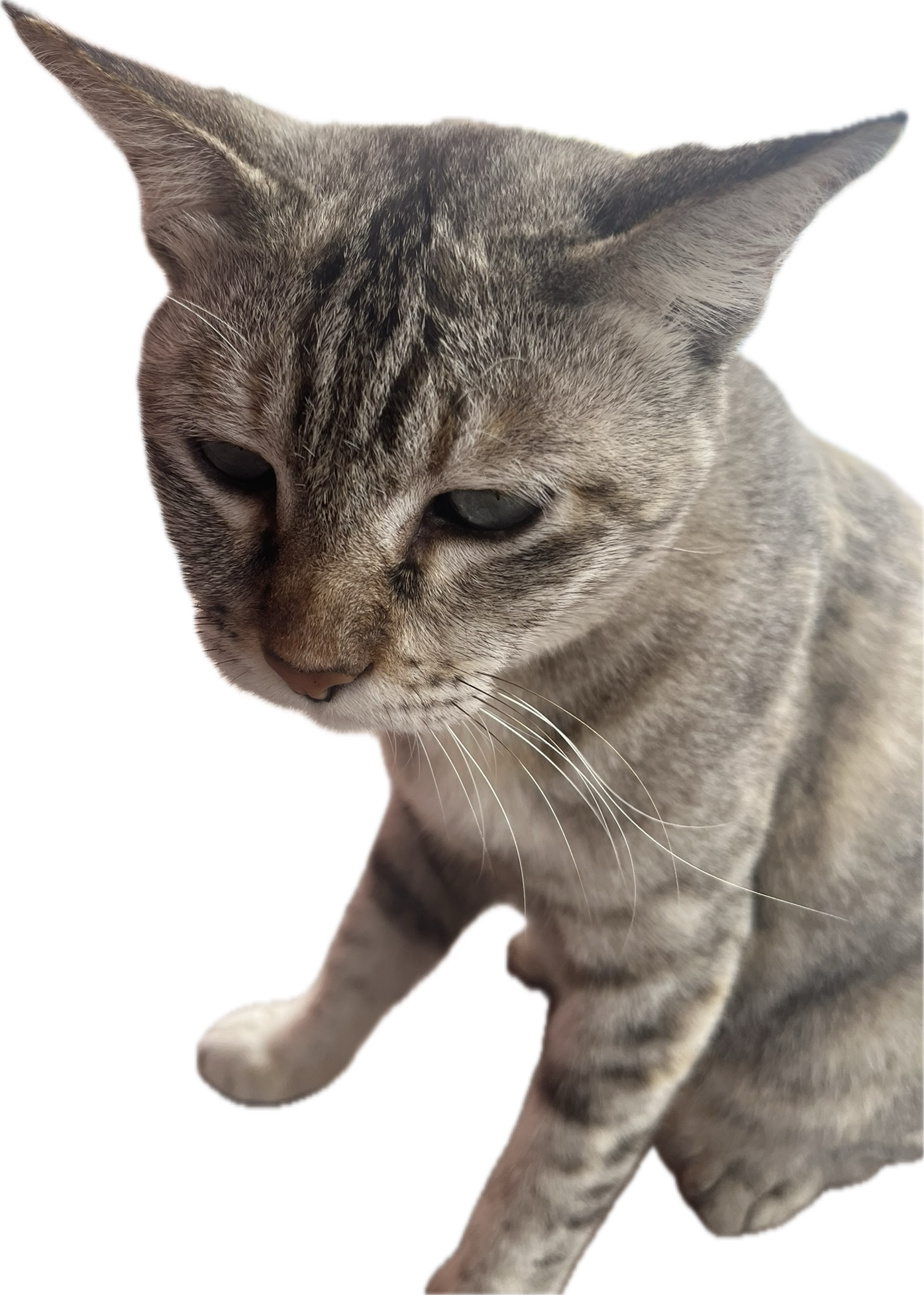 this evil twink will pay