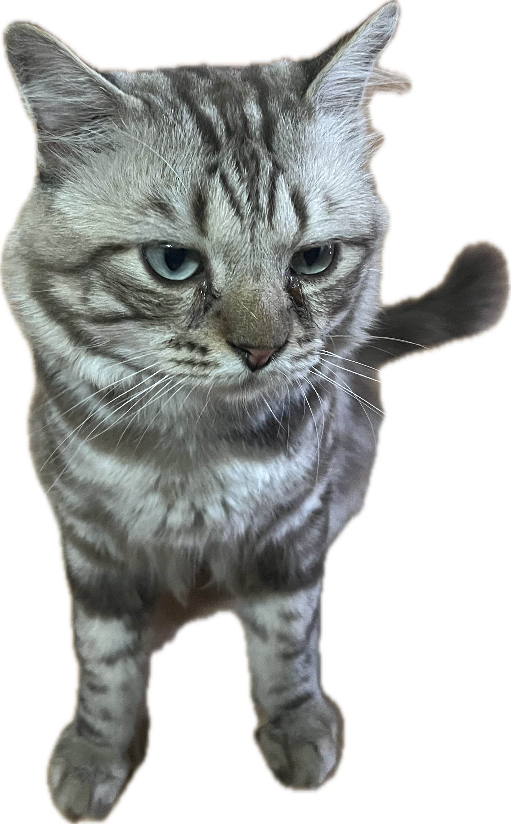 may god be with you fur-ever?